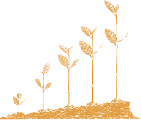 5 saplings growing from the soil, side by side.